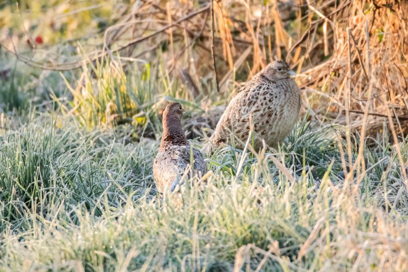 Faisans de Colchide femelles